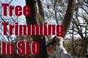 Tree Trimming In SLO logo